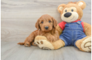 Energetic Golden Doodle Poodle Mix Puppy