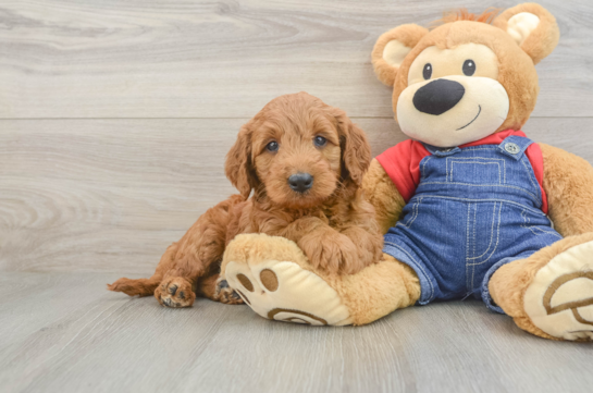 Energetic Golden Doodle Poodle Mix Puppy