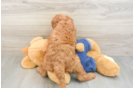 Mini Goldendoodle Puppy for Adoption