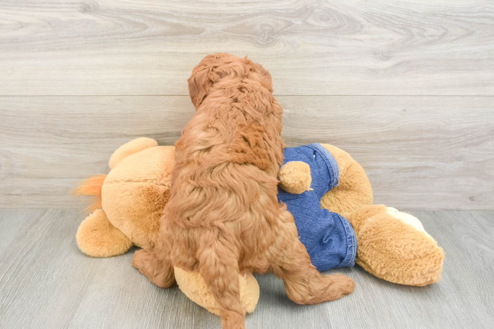 Mini Goldendoodle Puppy for Adoption