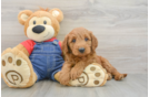 Smart Mini Goldendoodle Poodle Mix Pup