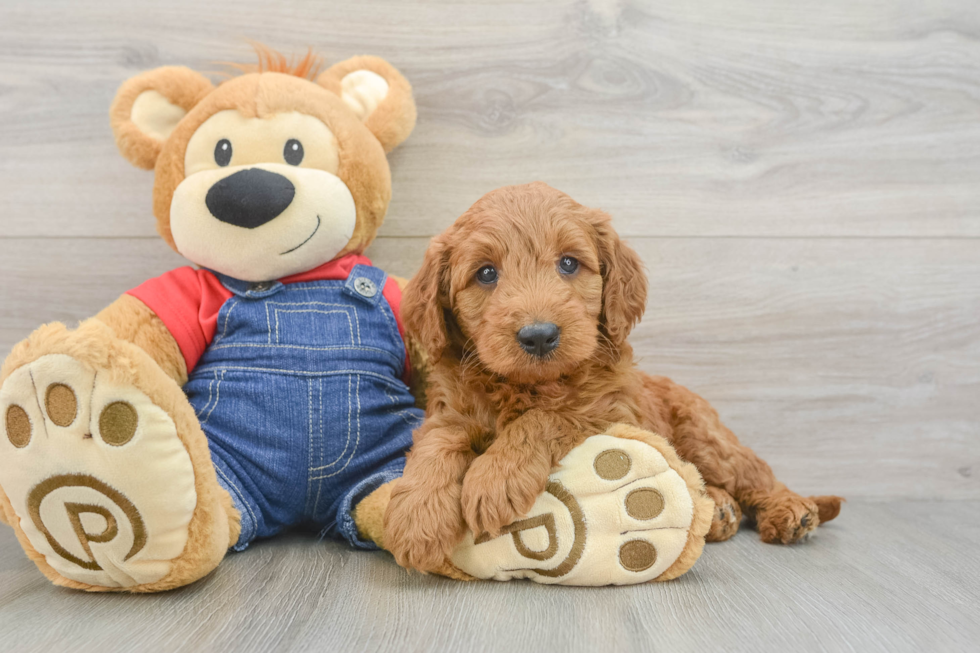 Smart Mini Goldendoodle Poodle Mix Pup