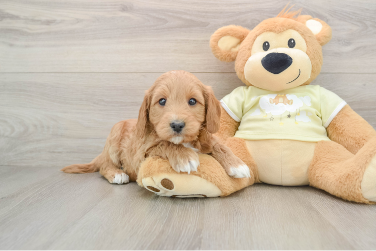Hypoallergenic Mini Goldiepoo Poodle Mix Puppy