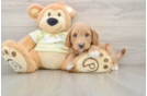 Mini Goldendoodle Puppy for Adoption