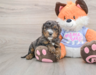 6 week old Mini Goldendoodle Puppy For Sale - Windy City Pups