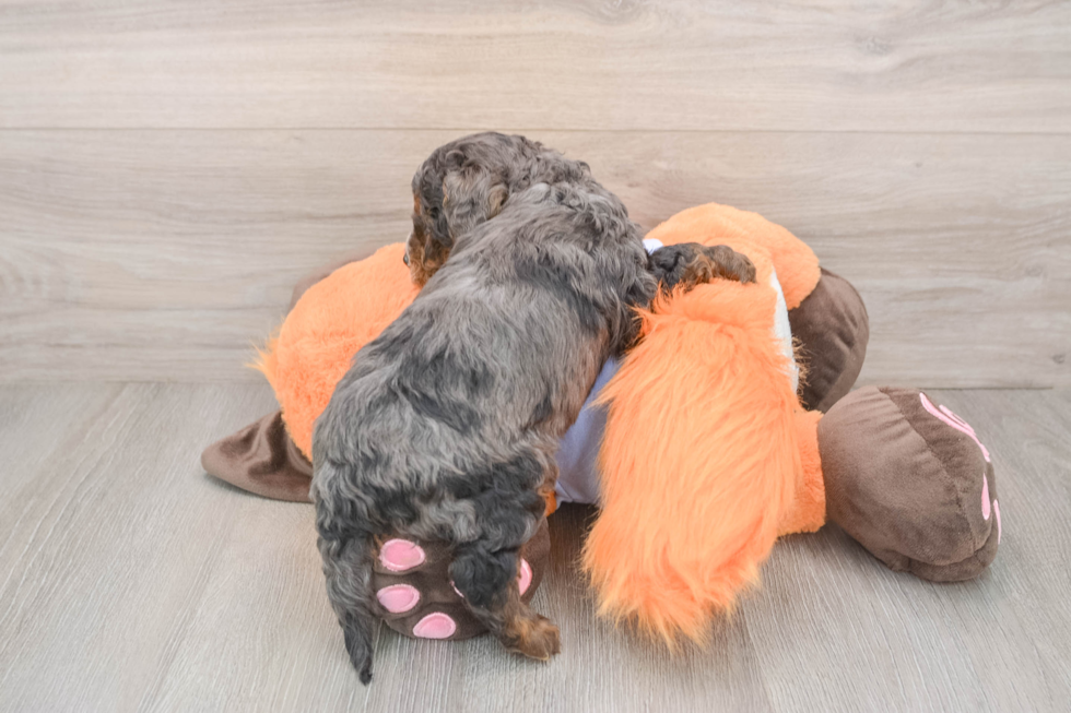 Fluffy Mini Goldendoodle Poodle Mix Pup