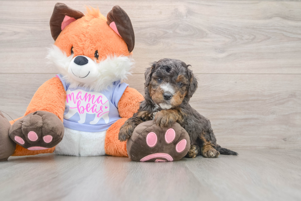 Mini Goldendoodle Pup Being Cute