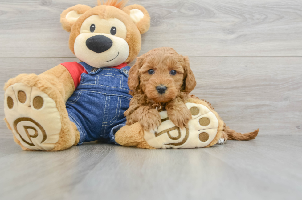 8 week old Mini Goldendoodle Puppy For Sale - Windy City Pups