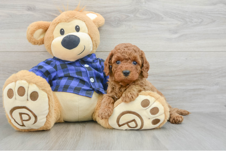 Mini Goldendoodle Puppy for Adoption