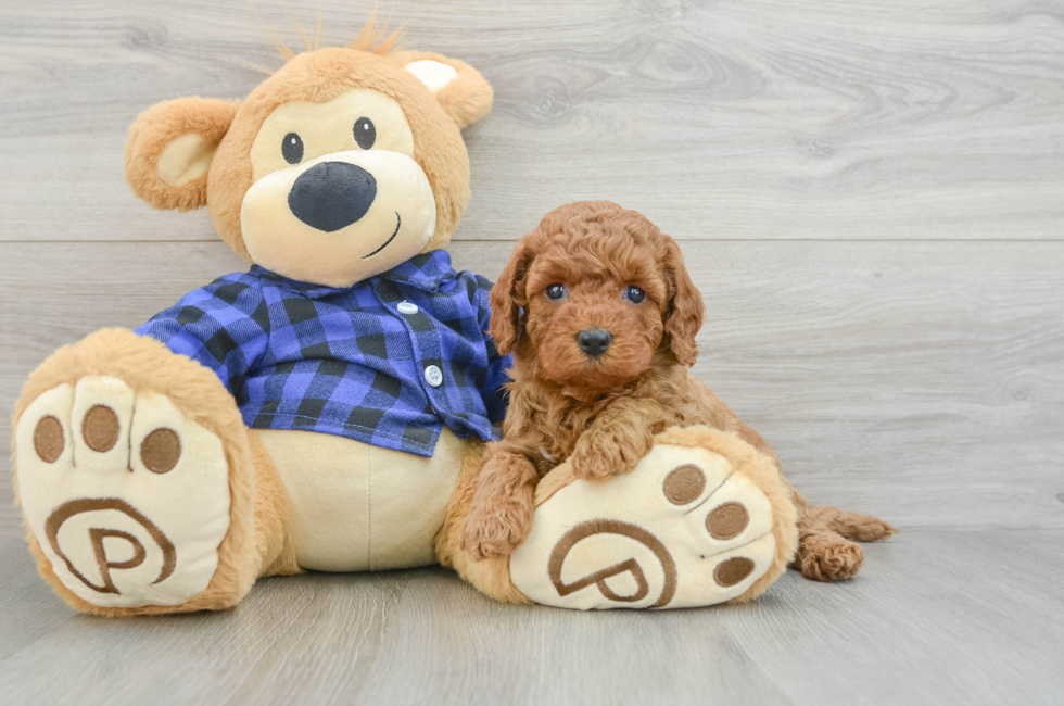 8 week old Mini Goldendoodle Puppy For Sale - Windy City Pups