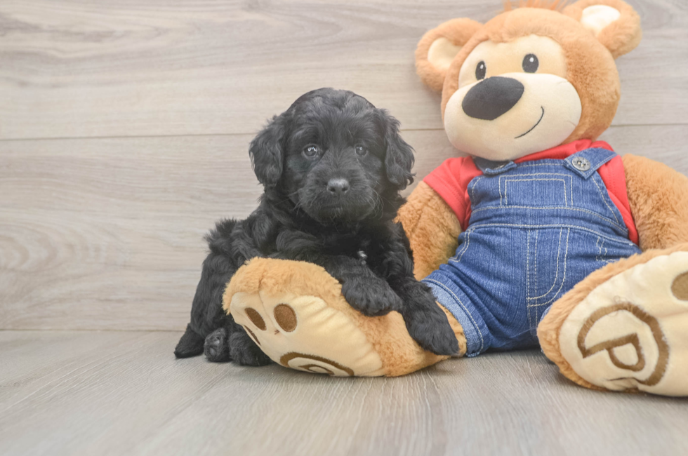 5 week old Mini Goldendoodle Puppy For Sale - Windy City Pups