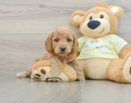 7 week old Mini Goldendoodle Puppy For Sale - Windy City Pups