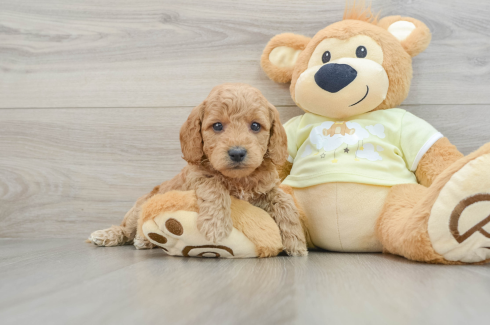 6 week old Mini Goldendoodle Puppy For Sale - Windy City Pups