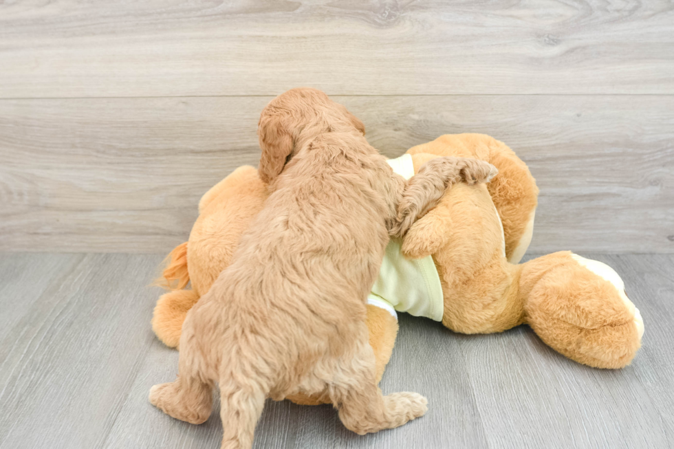 Popular Mini Goldendoodle Poodle Mix Pup