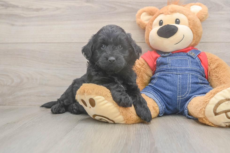 5 week old Mini Goldendoodle Puppy For Sale - Windy City Pups
