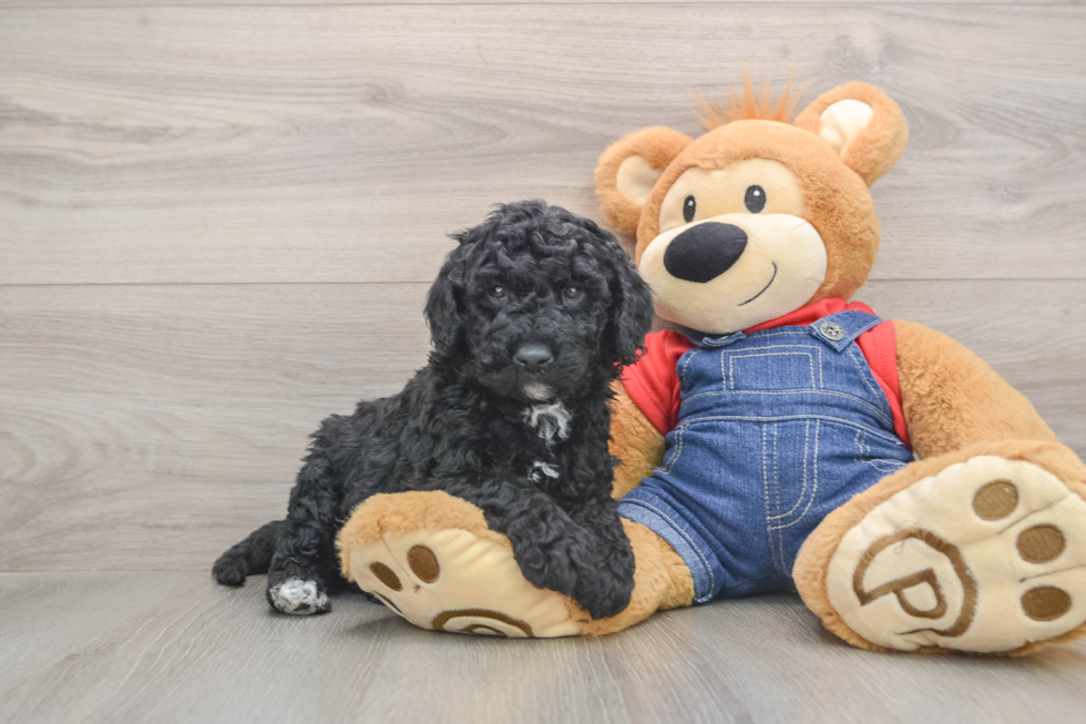 Smart Mini Goldendoodle Poodle Mix Pup