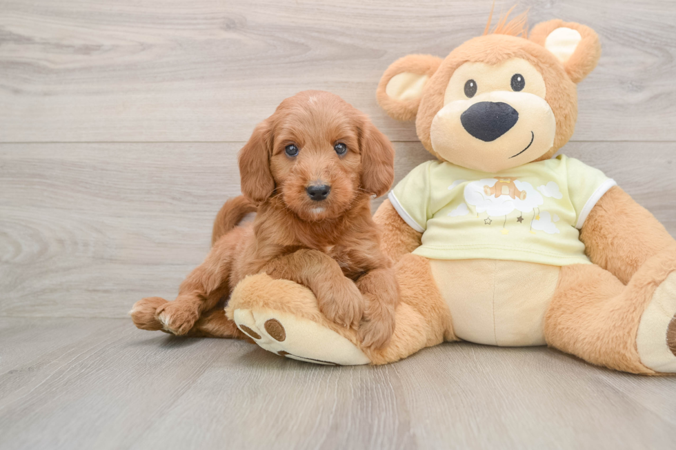 Energetic Golden Doodle Poodle Mix Puppy