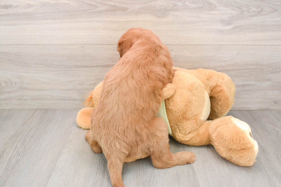 Playful Mini Groodle Poodle Mix Puppy