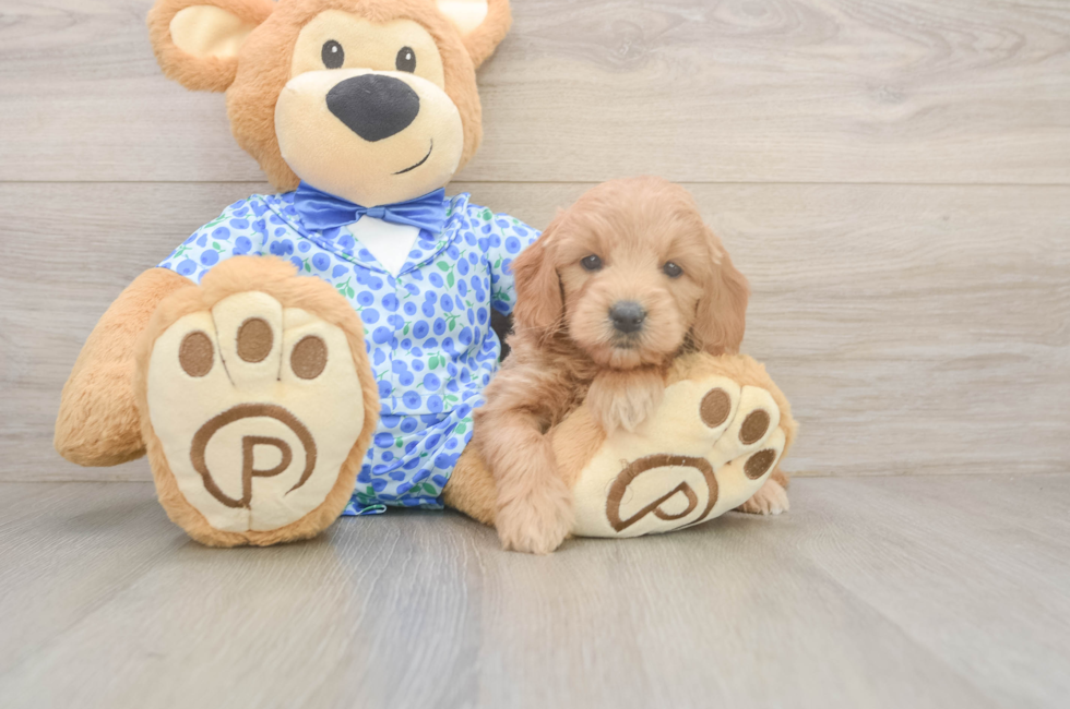 5 week old Mini Goldendoodle Puppy For Sale - Windy City Pups