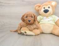 7 week old Mini Goldendoodle Puppy For Sale - Windy City Pups