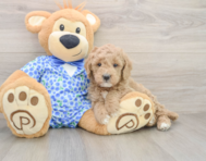 7 week old Mini Goldendoodle Puppy For Sale - Windy City Pups