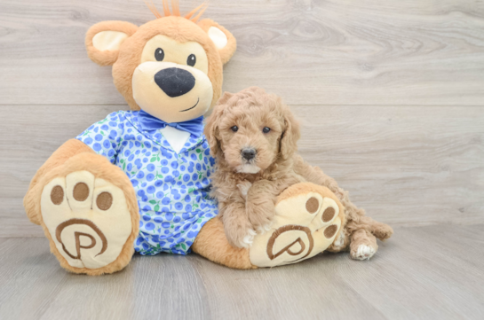 Mini Goldendoodle Pup Being Cute