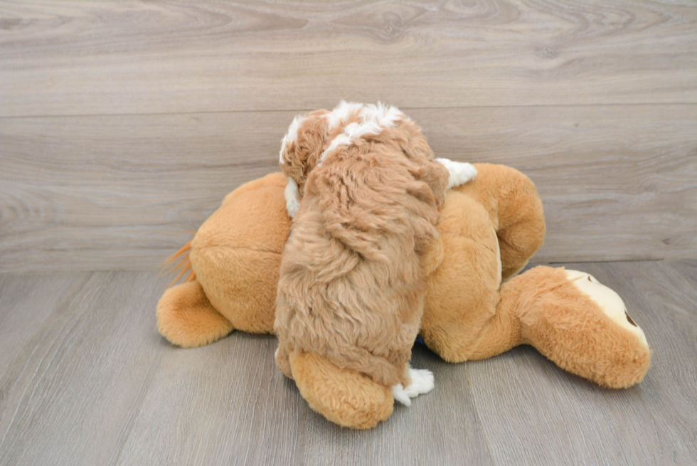 Energetic Golden Doodle Poodle Mix Puppy