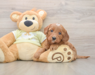 7 week old Mini Goldendoodle Puppy For Sale - Windy City Pups