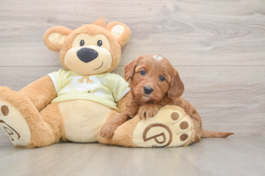 Smart Mini Goldendoodle Poodle Mix Pup
