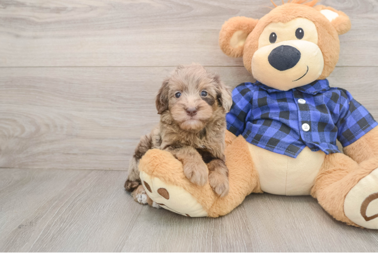 Popular Mini Goldendoodle Poodle Mix Pup