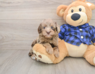 7 week old Mini Goldendoodle Puppy For Sale - Windy City Pups