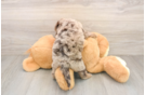 Best Mini Goldendoodle Baby