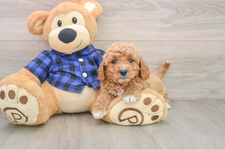Petite Mini Goldendoodle Poodle Mix Pup