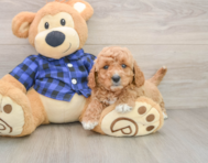 6 week old Mini Goldendoodle Puppy For Sale - Windy City Pups