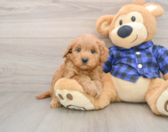 6 week old Mini Goldendoodle Puppy For Sale - Windy City Pups