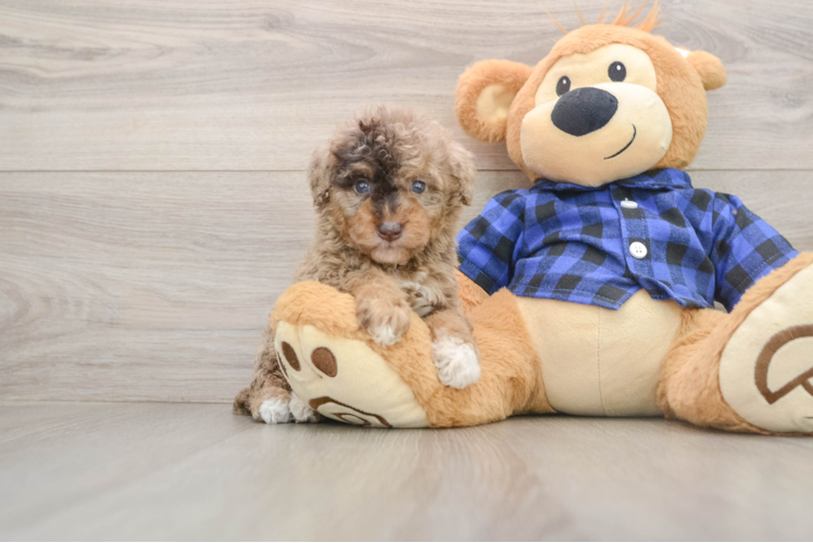 Popular Mini Goldendoodle Poodle Mix Pup
