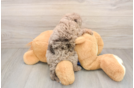 Mini Goldendoodle Puppy for Adoption