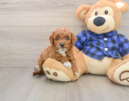 6 week old Mini Goldendoodle Puppy For Sale - Windy City Pups
