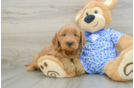 Mini Goldendoodle Puppy for Adoption