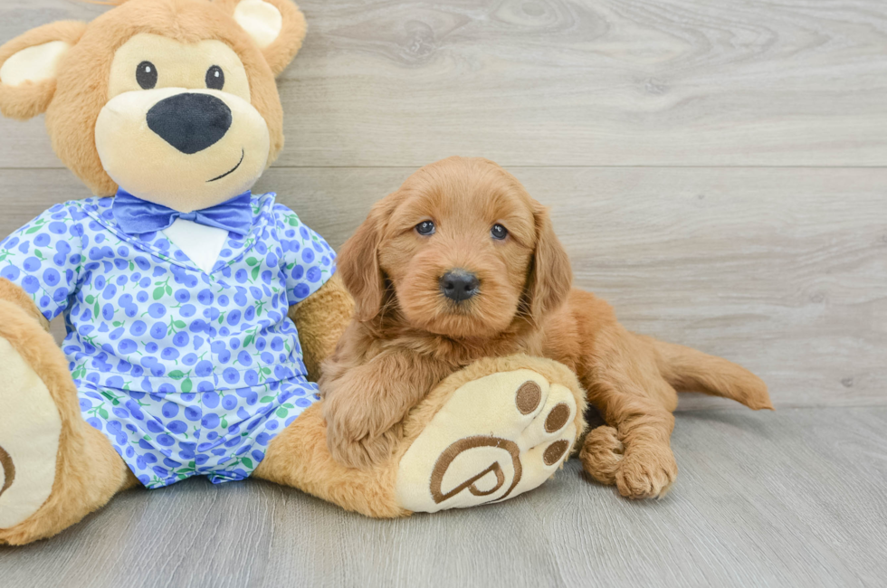 6 week old Mini Goldendoodle Puppy For Sale - Windy City Pups