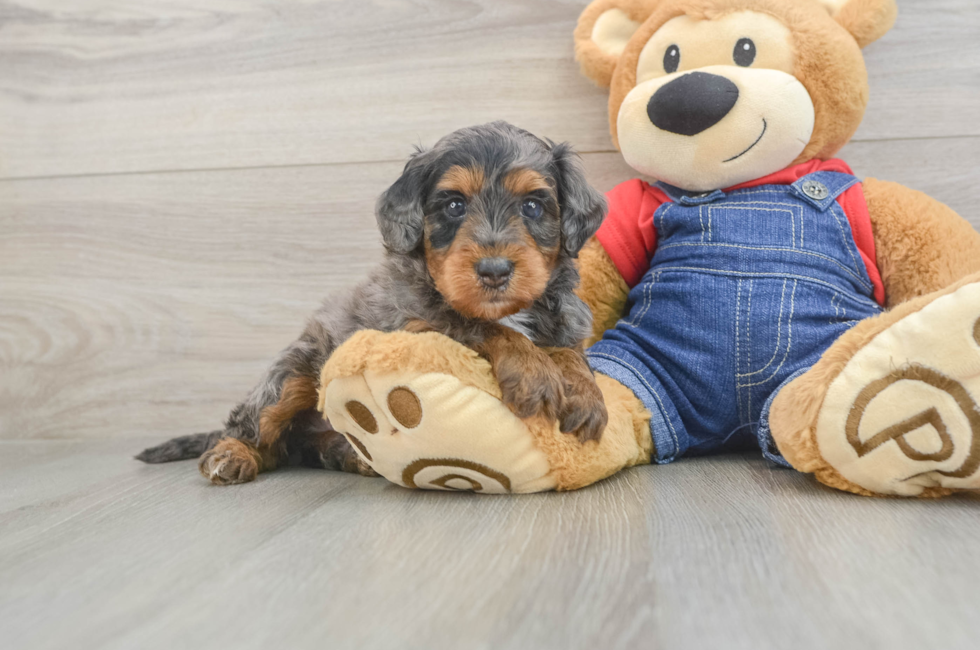 5 week old Mini Goldendoodle Puppy For Sale - Windy City Pups