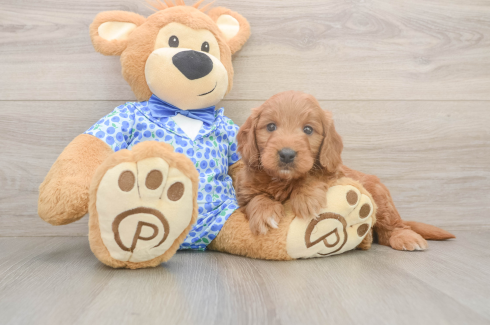 5 week old Mini Goldendoodle Puppy For Sale - Windy City Pups