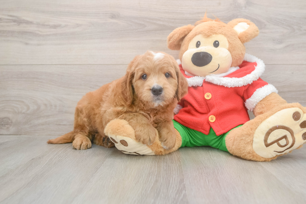 Best Mini Goldendoodle Baby
