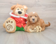 5 week old Mini Goldendoodle Puppy For Sale - Windy City Pups