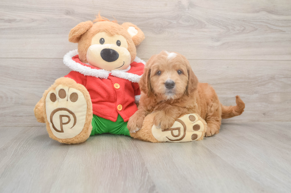 5 week old Mini Goldendoodle Puppy For Sale - Windy City Pups