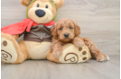 Sweet Mini Goldendoodle Baby