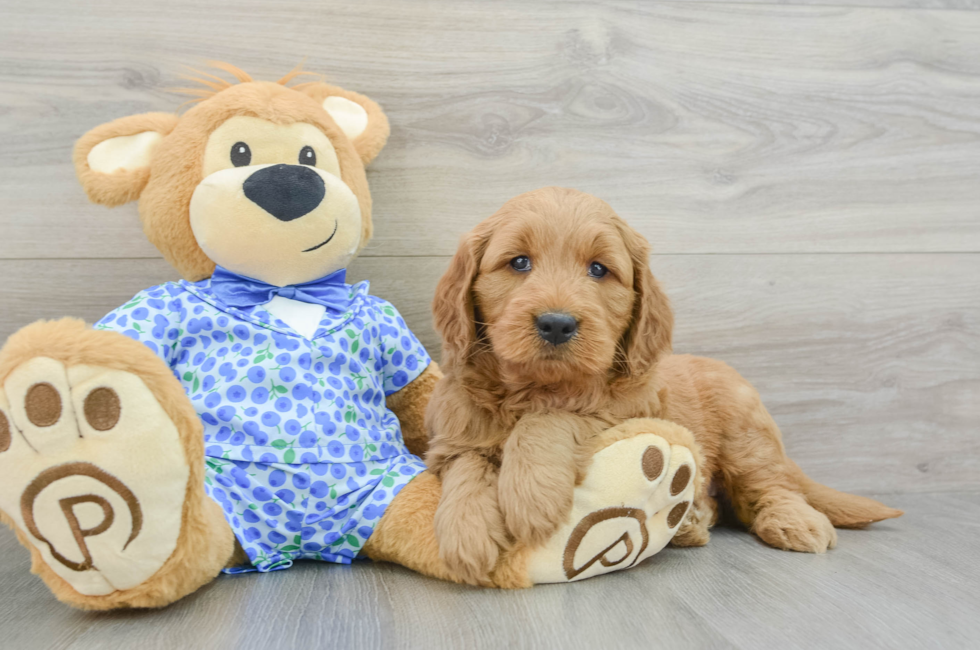 6 week old Mini Goldendoodle Puppy For Sale - Windy City Pups