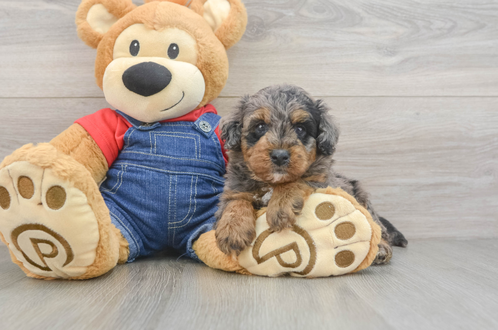 5 week old Mini Goldendoodle Puppy For Sale - Windy City Pups