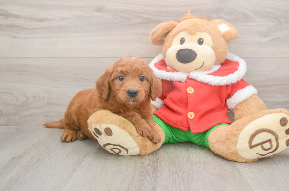 5 week old Mini Goldendoodle Puppy For Sale - Windy City Pups