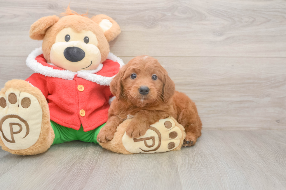 Best Mini Goldendoodle Baby